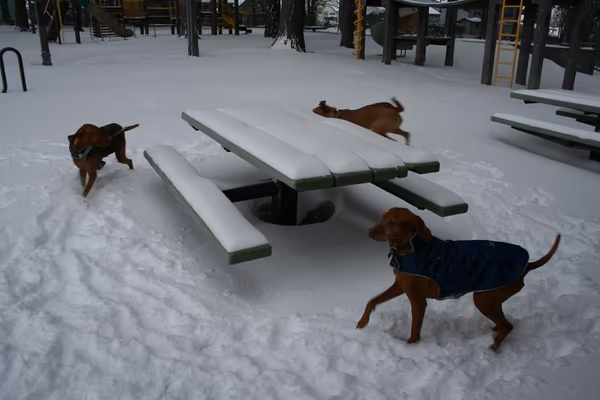 Couch Park Off Leash Area photo 1